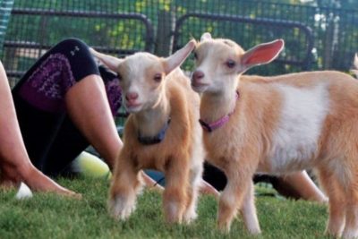 Yoga With Goats Image
