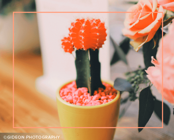 Cacti: The Perfect Theme for Summer Image